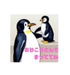 ペンギンのつぶやき5（個別スタンプ：5）