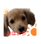 日常スタンプ  ROI（個別スタンプ：1）