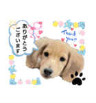日常スタンプ  ROI（個別スタンプ：6）