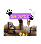 日常スタンプ  ROI（個別スタンプ：17）