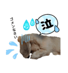 日常スタンプ  ROI（個別スタンプ：19）