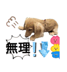 日常スタンプ  ROI（個別スタンプ：26）