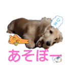 日常スタンプ  ROI（個別スタンプ：31）