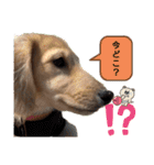 日常スタンプ  ROI（個別スタンプ：33）