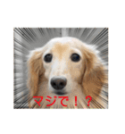 ゆかいな息子たちスタンプ（個別スタンプ：5）