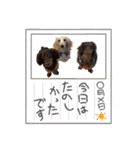 ゆかいな息子たちスタンプ（個別スタンプ：16）