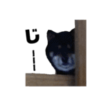 黒柴の熊吉とゆかいな仲間たち②（個別スタンプ：6）