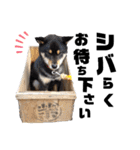 黒柴の熊吉とゆかいな仲間たち②（個別スタンプ：15）