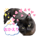 黒猫 ルナ院長99にゃんめ（個別スタンプ：4）