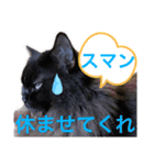 黒猫 ルナ院長99にゃんめ（個別スタンプ：5）