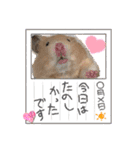 キンクマハムスター！(りんちゃん)（個別スタンプ：1）