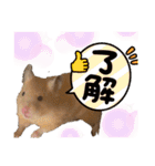 キンクマハムスター！(りんちゃん)（個別スタンプ：18）