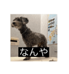 もじゃもじゃ『日常ver.』（個別スタンプ：6）