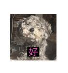 もじゃもじゃ『日常ver.』（個別スタンプ：7）