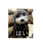 もじゃもじゃ『日常ver.』（個別スタンプ：8）
