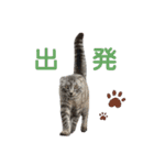 わが家のアニマルズ（個別スタンプ：12）