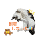しらたまさん③（個別スタンプ：1）