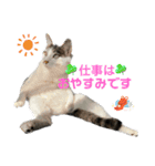 しらたまさん③（個別スタンプ：3）