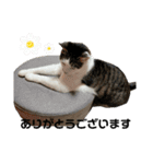 しらたまさん③（個別スタンプ：7）