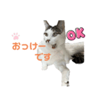 しらたまさん③（個別スタンプ：8）