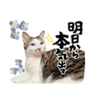 しらたまさん③（個別スタンプ：10）