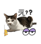 しらたまさん③（個別スタンプ：11）