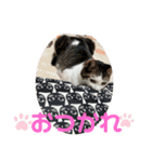 しらたまさん③（個別スタンプ：13）