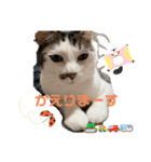 しらたまさん③（個別スタンプ：16）