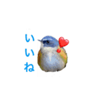 みんなよ鳥フォトLINEスタンプ②（個別スタンプ：4）