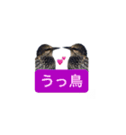 みんなよ鳥フォトLINEスタンプ②（個別スタンプ：6）