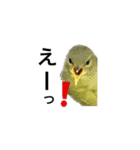 みんなよ鳥フォトLINEスタンプ②（個別スタンプ：8）