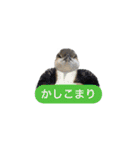 みんなよ鳥フォトLINEスタンプ②（個別スタンプ：15）