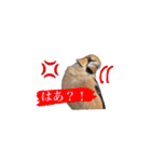 みんなよ鳥フォトLINEスタンプ②（個別スタンプ：29）