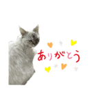 ふわちゃんセット！（個別スタンプ：6）