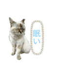 ふわちゃんセット！（個別スタンプ：11）
