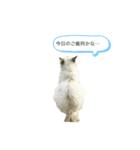 ふわちゃんセット！（個別スタンプ：13）