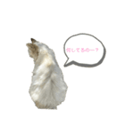ふわちゃんセット！（個別スタンプ：14）