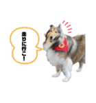 キリバアカデミー（個別スタンプ：9）