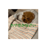 トイプードルべあ君の日常（個別スタンプ：3）