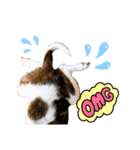 コグたん♪（個別スタンプ：2）