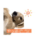 kawaii animal⋆⸜♱⸝‍⋆（個別スタンプ：1）