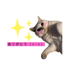 kawaii animal⋆⸜♱⸝‍⋆（個別スタンプ：3）