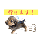 kawaii animal⋆⸜♱⸝‍⋆（個別スタンプ：7）