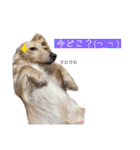 kawaii animal⋆⸜♱⸝‍⋆（個別スタンプ：9）
