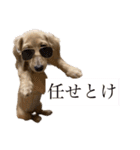 kawaii animal⋆⸜♱⸝‍⋆（個別スタンプ：10）