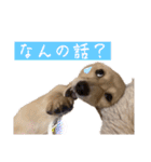 kawaii animal⋆⸜♱⸝‍⋆（個別スタンプ：12）