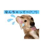 kawaii animal⋆⸜♱⸝‍⋆（個別スタンプ：13）