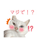 kawaii animal⋆⸜♱⸝‍⋆（個別スタンプ：14）
