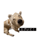 kawaii animal⋆⸜♱⸝‍⋆（個別スタンプ：15）
