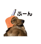 kawaii animal⋆⸜♱⸝‍⋆（個別スタンプ：17）
